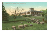 Buy Sheep on Druid Hill, Baltimore, Maryland at AllPosters.com