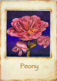 Peony