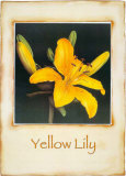 Yellow Lily