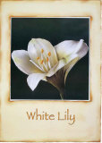 White Lily