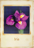 Iris