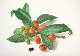 Buy Medlar and Fruit at AllPosters.com