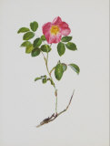 Buy French Rose at AllPosters.com