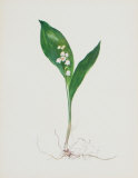 Lily of the Valley