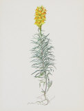 Buy Ordinary Flax Weed at AllPosters.com