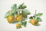 Quinces