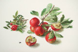 Buy Apples and a Rose at AllPosters.com