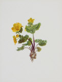 Buy Marsh Marigold at AllPosters.com