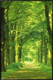 Forest Path