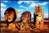 Buy Wild Cats at AllPosters.com