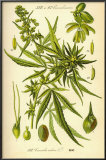Cannibis Sativa