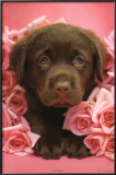 Buy Georgie at AllPosters.com