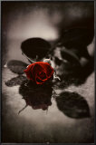 Red Gothic Rose