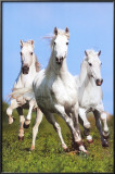 Three Running