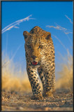 Buy African Leopard at AllPosters.com