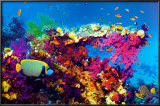 Buy Fish and Coral at AllPosters.com