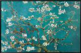 Buy Almond Blossom at AllPosters.com