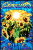 Terrapin Sunflower