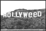 Hollyweed