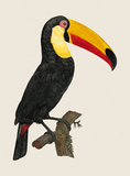 Buy Le Toco at AllPosters.com