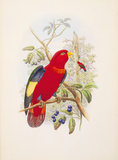 Buy Lorius Tibialis at AllPosters.com