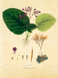 Buy East Indian Plants I at AllPosters.com