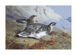 Ptarmigan in Summer Foliage