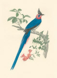 Buy La Pie De Collie at AllPosters.com