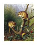 Buy Dormice at AllPosters.com