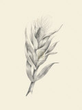 Buy Indian Corn at AllPosters.com