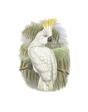 Buy Cacatua Ophthalmica I at AllPosters.com