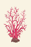 Buy Coral Seas II at AllPosters.com