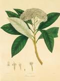 Buy East Indian Plants V at AllPosters.com