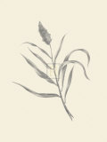 Buy Guinea Corn at AllPosters.com