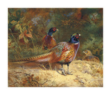 Cock and Hen Pheasants in the Woodlands