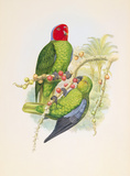 Buy Geoffroyius Timorlaoensis at AllPosters.com