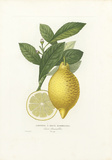 Buy Limonier A Deux Mammelons at AllPosters.com