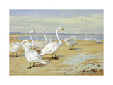 Buy Whooper Swan at AllPosters.com