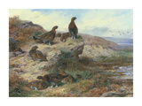 Red Grouse