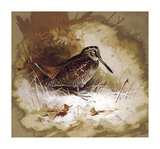 A Woodcock