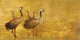 Grey Cranes