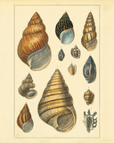 Buy Shells I at AllPosters.com