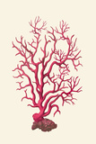 Buy Coral Seas I at AllPosters.com