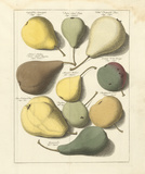 Buy Orchard Pears I at AllPosters.com