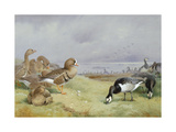 Buy Barnacle Geese at AllPosters.com