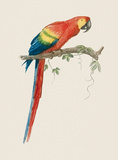 Buy Aca Aracanga at AllPosters.com
