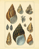 Buy Shells II at AllPosters.com