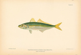 Buy Decapterus Punctatus Scad at AllPosters.com