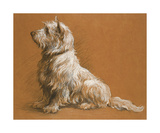 Buy Drawing Of A West Highland Terrier at AllPosters.com