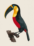 Buy Le Grand Toucan at AllPosters.com